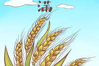 二十四节气小满简笔画步骤图小满的小知识:我国古代将小满分为三候"
