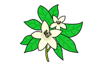 茉莉花简笔画,茉莉花,别名:茉莉,木犀科,素馨属直立或