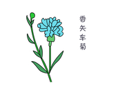 香矢车菊简笔画步骤