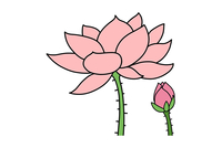 荷花简笔画图片,是莲属多年生水生草本花卉.