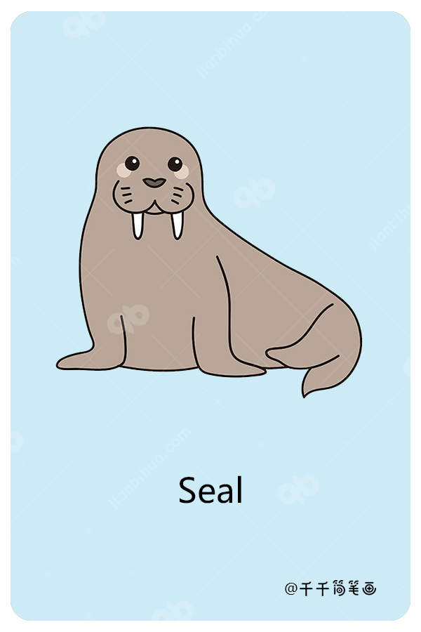 儿童英语词汇认知海豹seal 动物英文认知简笔画