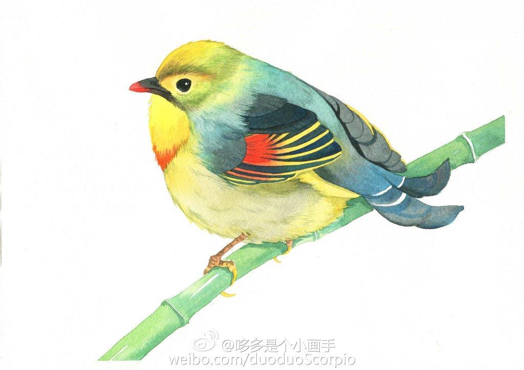 9种形态各异鸟类水彩画 水彩画简笔画