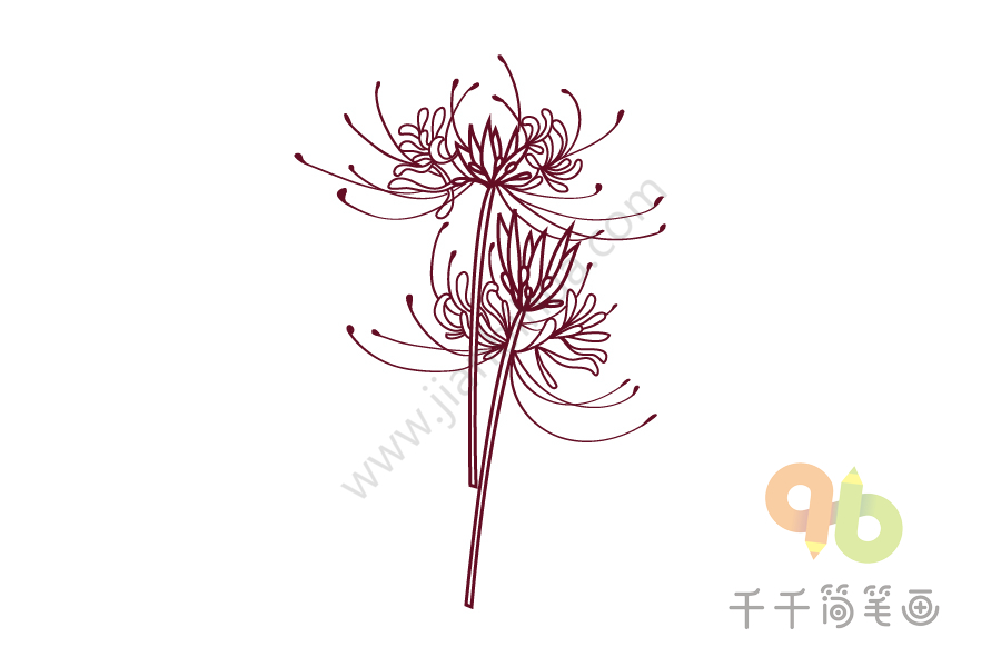 彼岸花绘画简笔画 搜狗图片搜索 彼岸花绘画简笔画 搜狗图片搜索