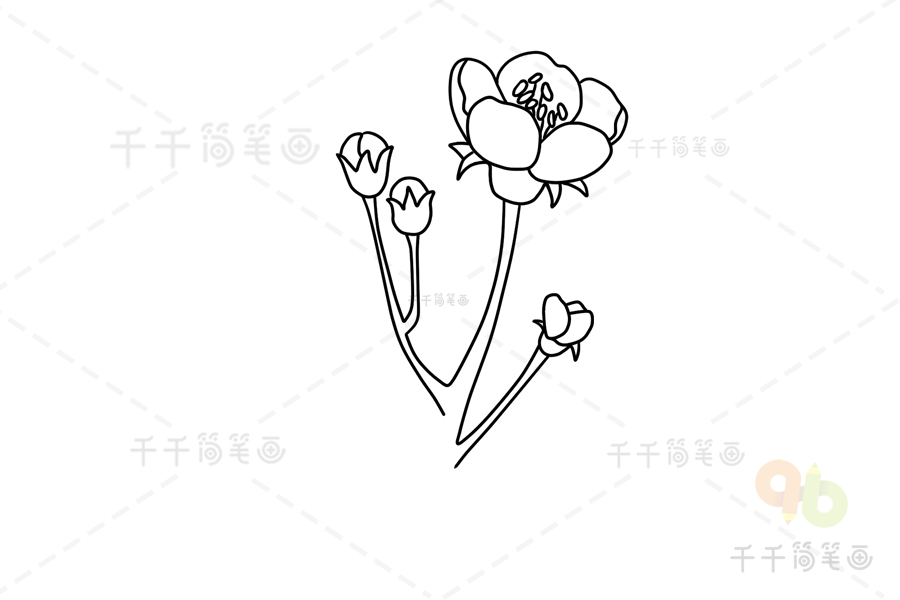 一步一步教你画山楂花简笔画简单易学的山楂花简笔