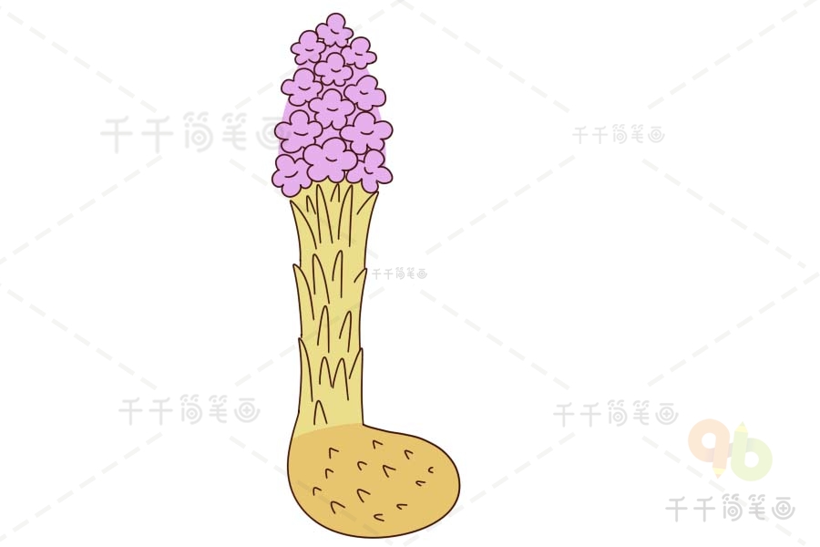 肉苁蓉手绘图片