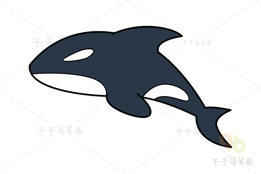 虎鲸简笔画_海洋动物