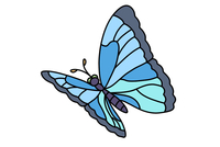 大孔雀蝶的简笔画法图片