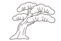 画一棵松树简笔画图片