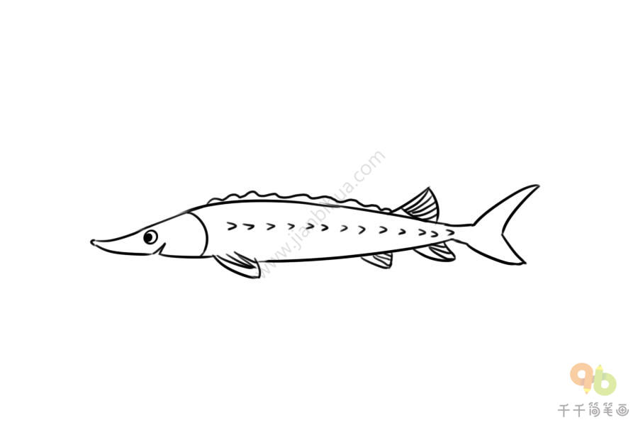 长江鲟鱼简笔画图片