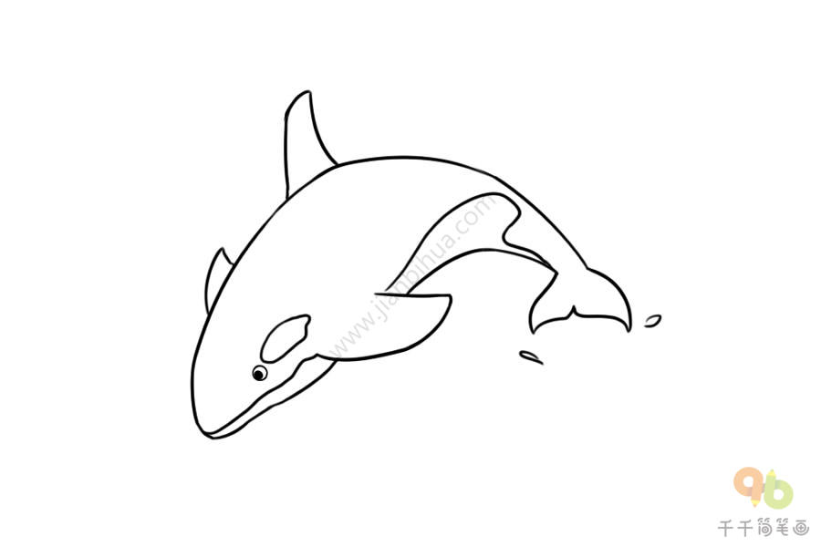 凶猛的虎鲸简笔画图片