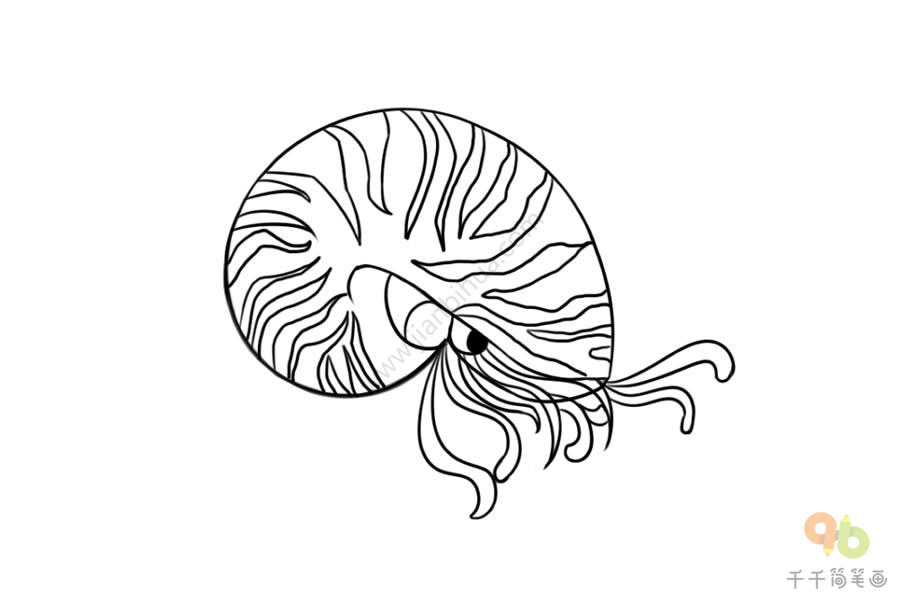 鹦鹉螺简笔画图片图片