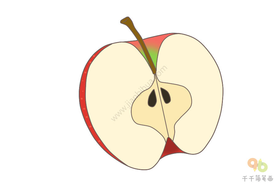 苹果解剖图简笔画图片