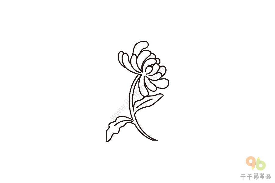 黄金菊的简笔画图片