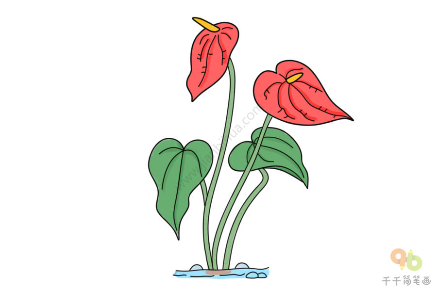 红掌花画法图片