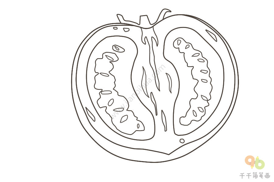 西红柿横切面简笔画图片