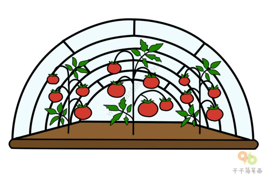 西红柿植物简笔画图片