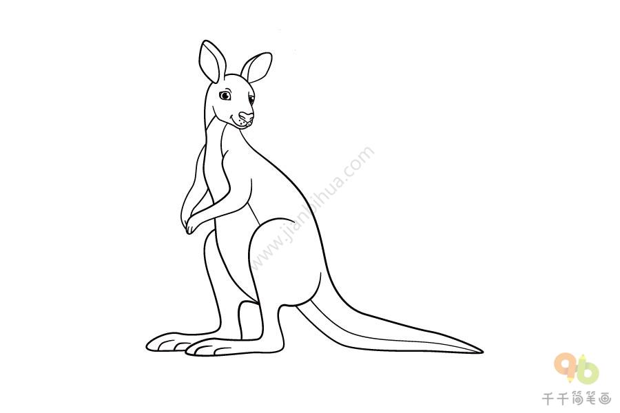 澳大利亚袋鼠简笔画图片