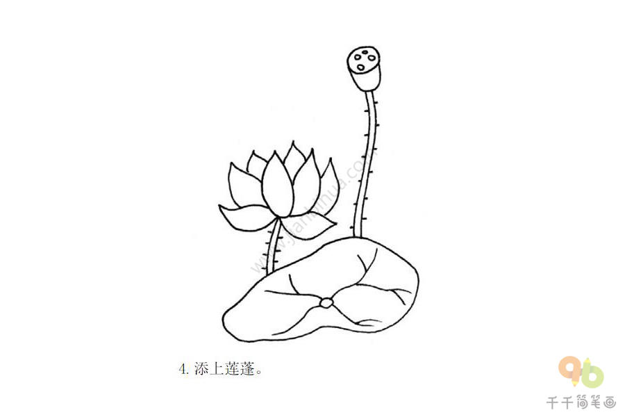 美丽的荷花简笔画步骤图大全_涂色画简笔画