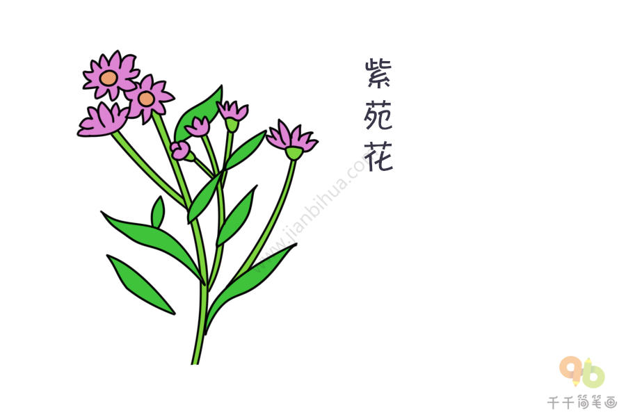 娇艳欲滴的紫苑花简笔画含苞待放的紫苑花简笔画