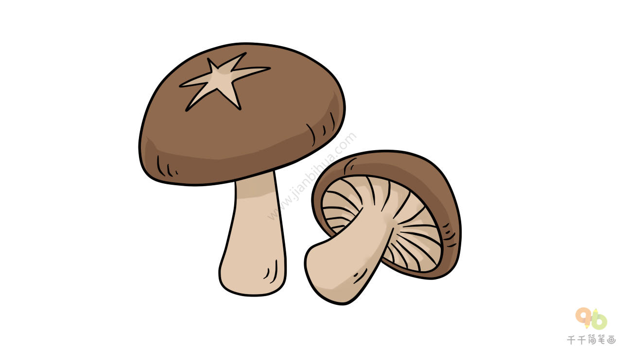 香菇形态图手绘图片