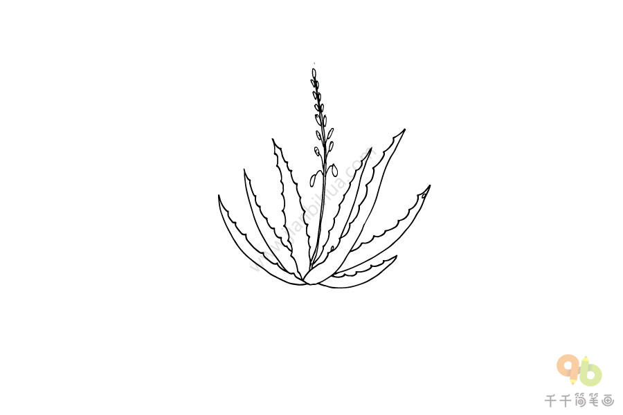 宝宝英文认知 芦荟简笔画