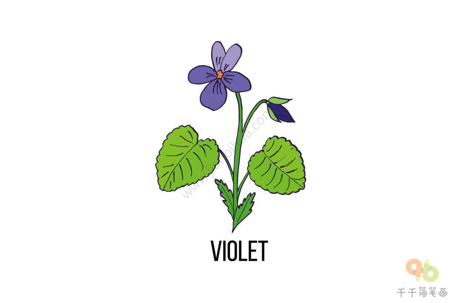 宝宝英文认知 紫罗兰简笔画
