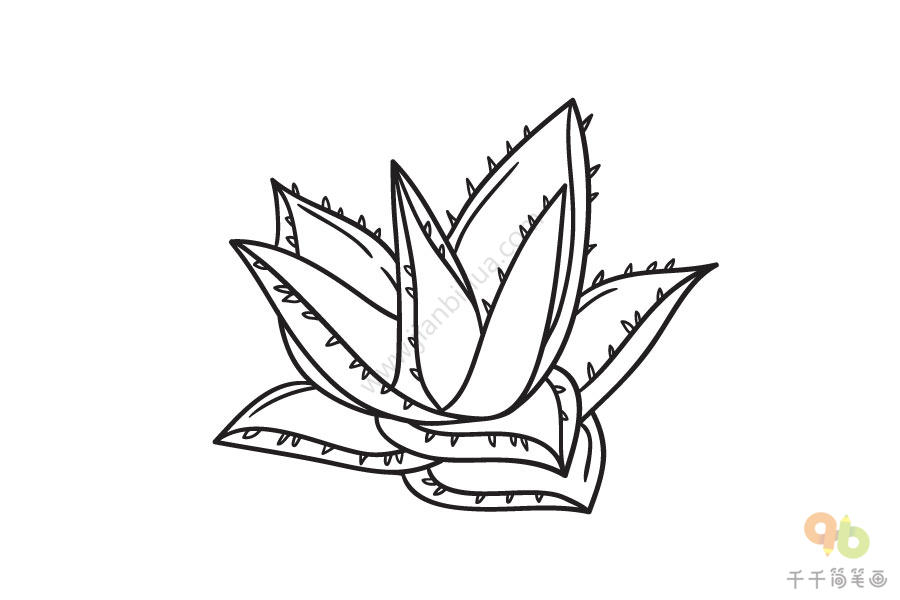 芦荟植物简笔画图片