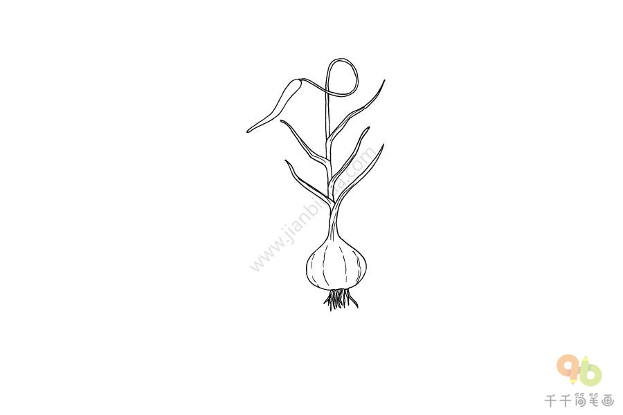 一颗大蒜的生长简笔画图片