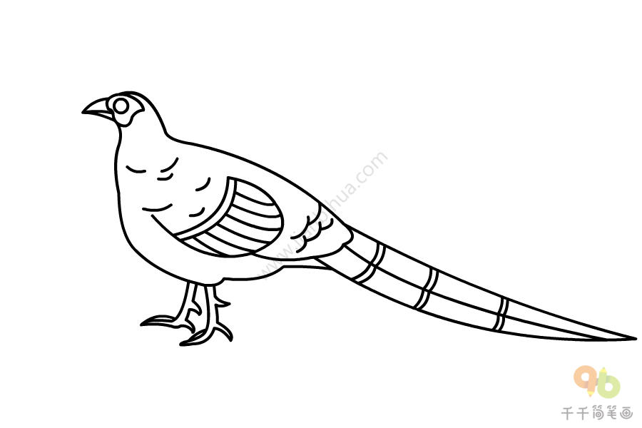长尾巴的鸟简笔画图片