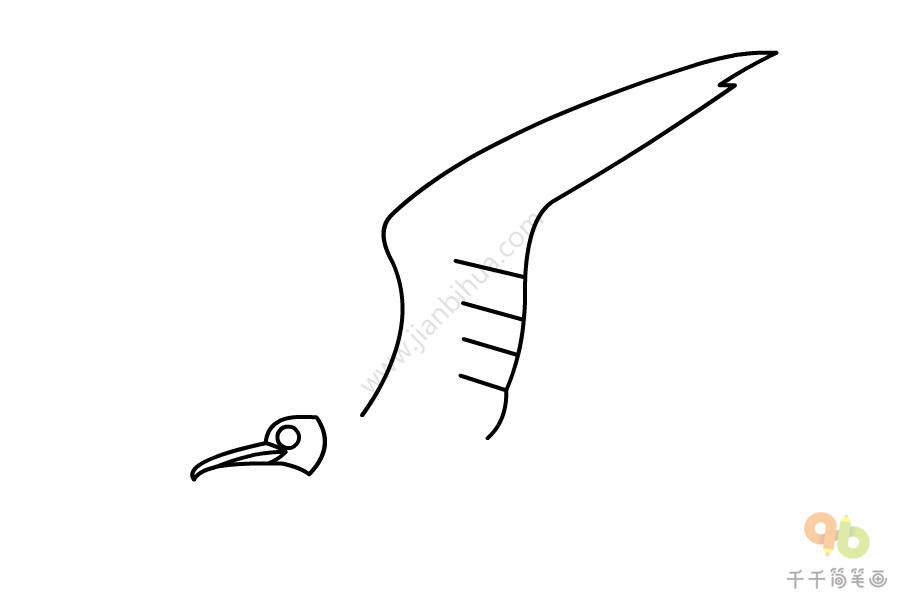 白腹军舰鸟简笔画图片素材_飞行动物简笔画