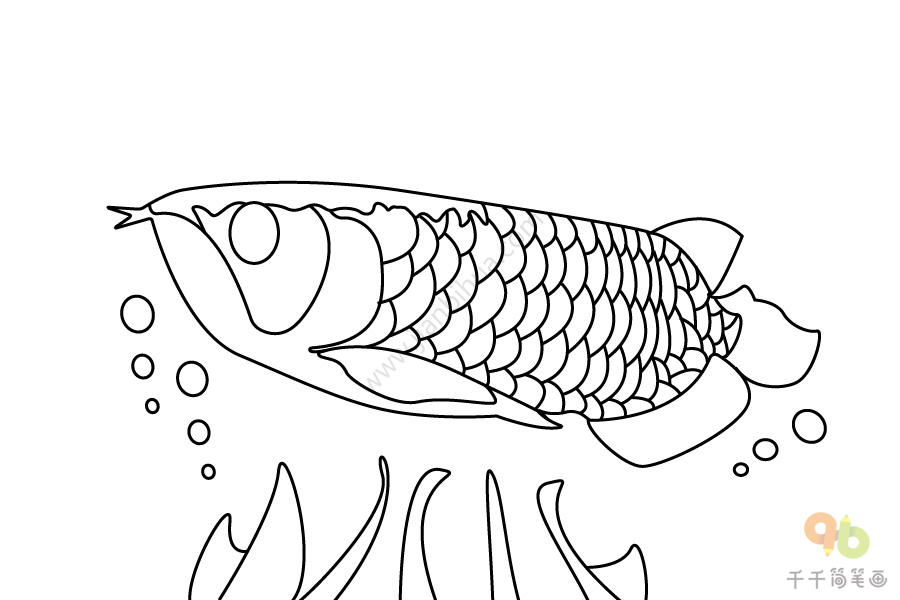 金龙鱼简笔画图片
