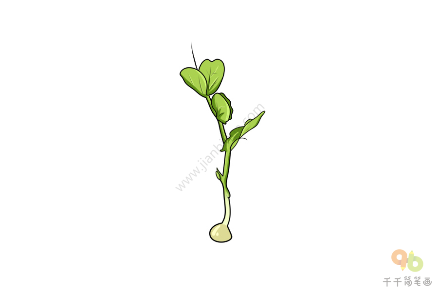 一株大豌豆苗的简笔画图片