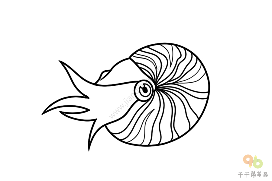 鹦鹉螺化石简笔画图片