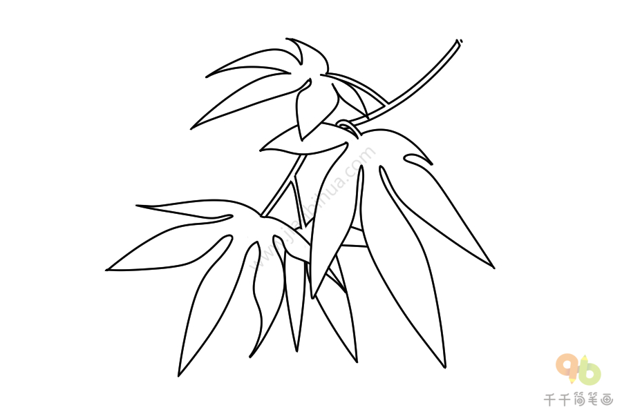 鸡爪槭立面图手绘图片
