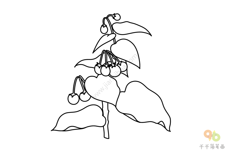 龙葵花的简笔画图片