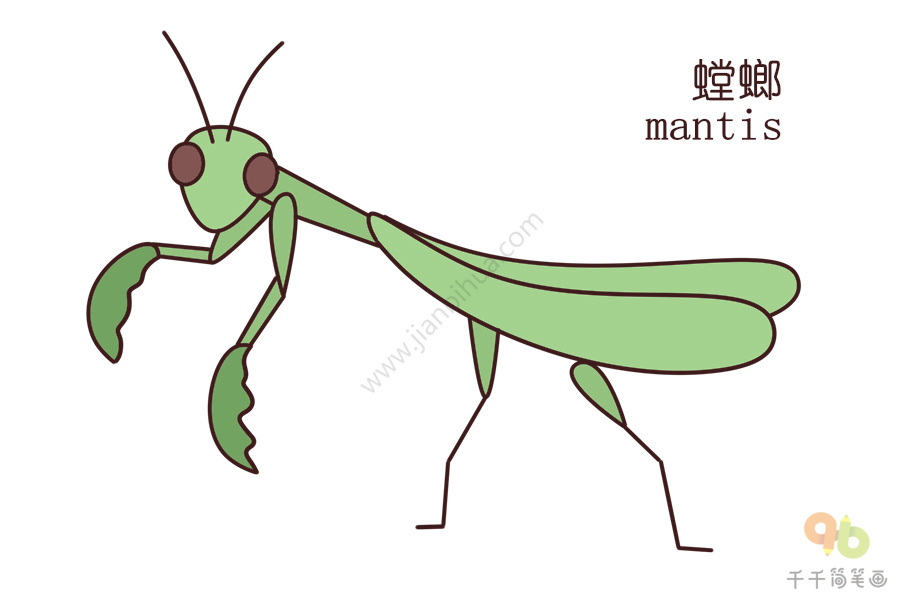 儿童学英语 学习螳螂的英文单词
