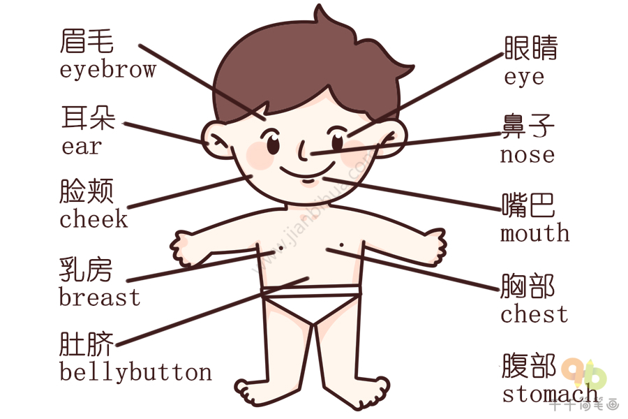 儿童学英语认识身体各个部位的英文单词 宝宝英文认知简笔画