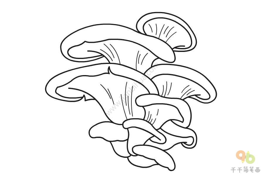 平菇生长过程简笔画图片