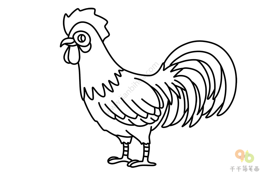 公鸡的尾巴简笔画图片