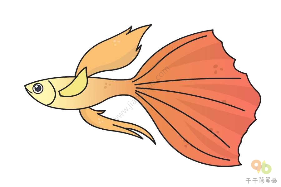 孔雀鱼品种卡通图片