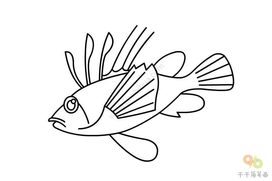 第五步:将蓑鲉的鱼鳍补充完整第六步:涂上颜色,蓑鲉简笔画就完成了!