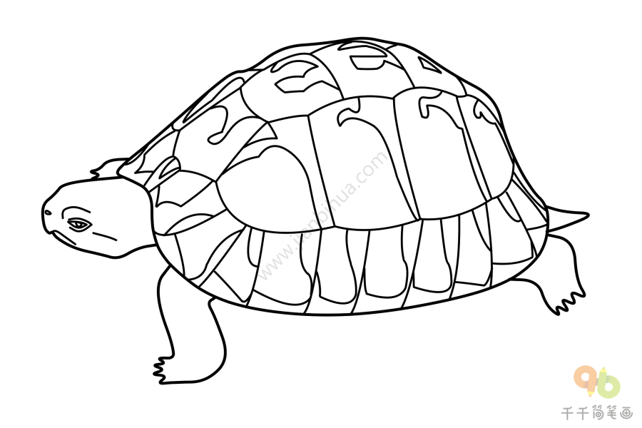 四爪陆龟简笔画图片