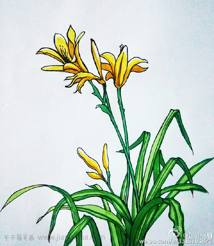 一株黄花菜简笔画