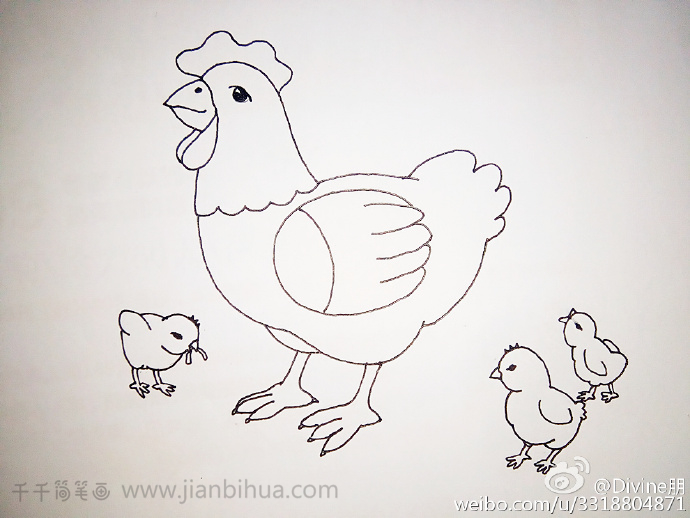 母鸡和小鸡简笔画