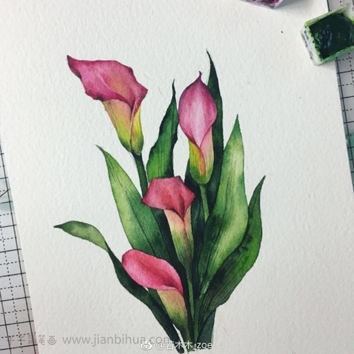 9种美丽花儿 花卉水彩画 水彩画简笔画