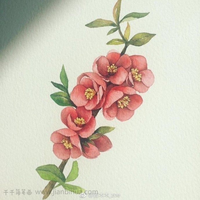 9种美丽花儿 花卉水彩画 水彩画简笔画
