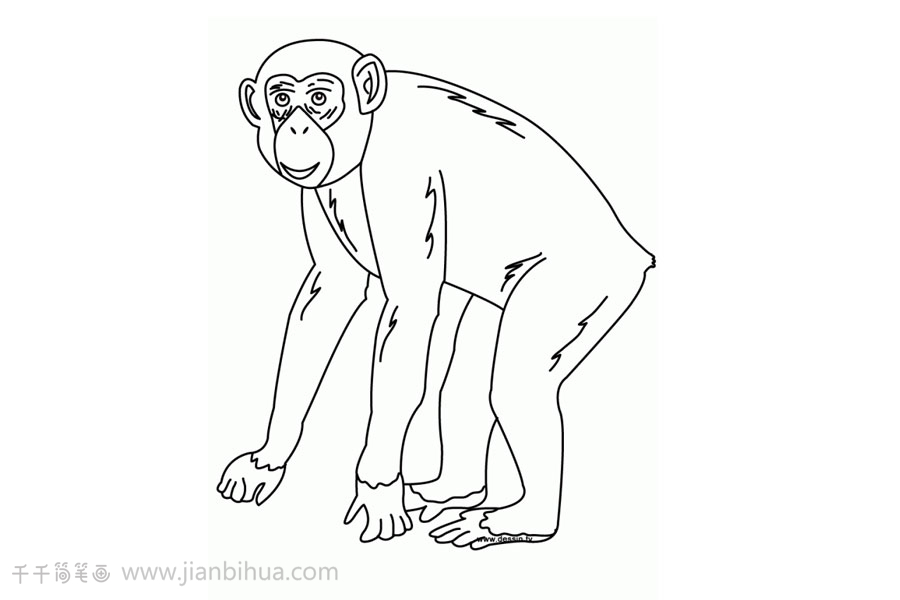 大猩猩简笔画画画图片