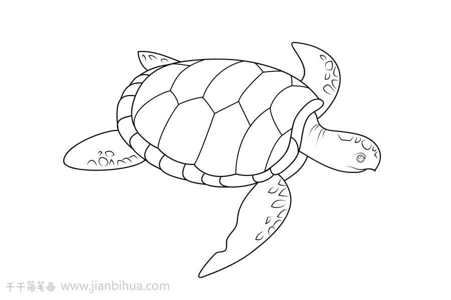大海龟简笔画图片