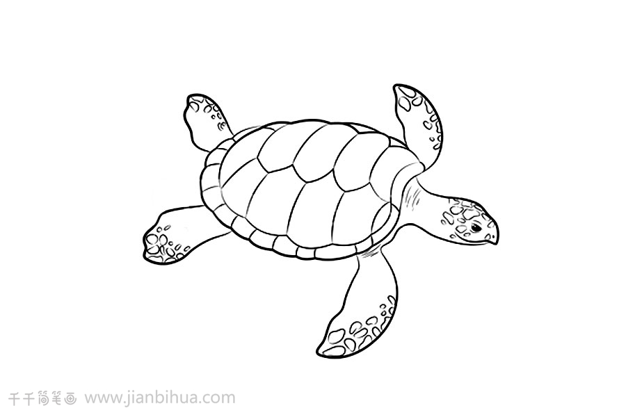 海龟简笔画如何画