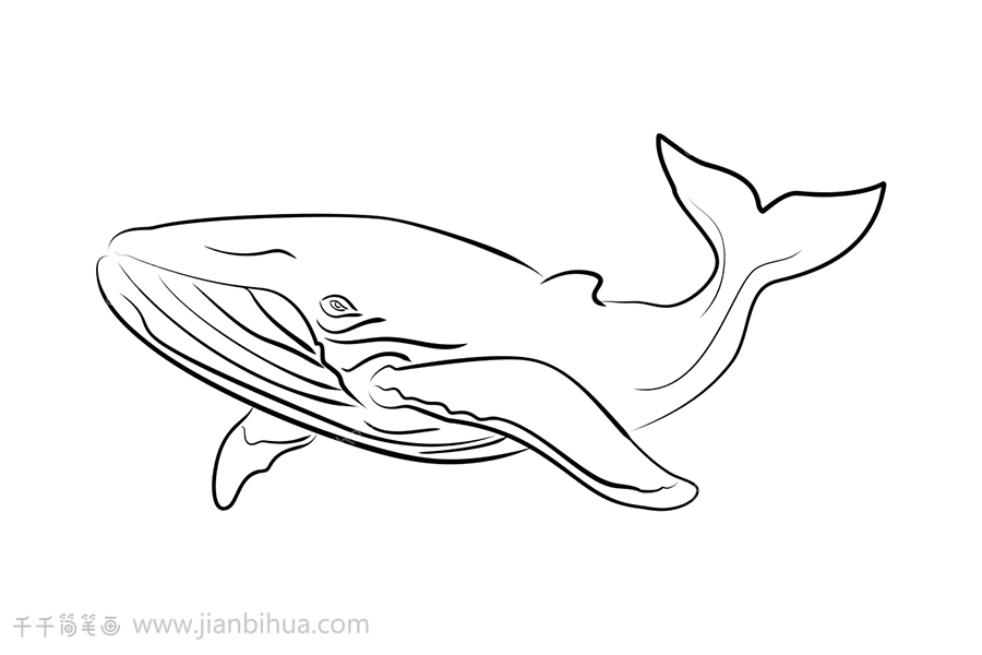 鲸鱼简易画法图片